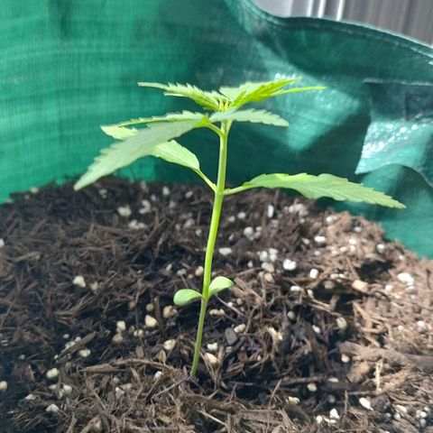 Afghan Kush Auto growlog timeline photo