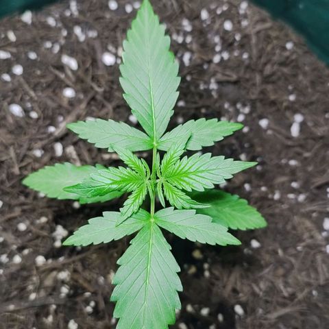 Afghan Kush Auto growlog timeline photo