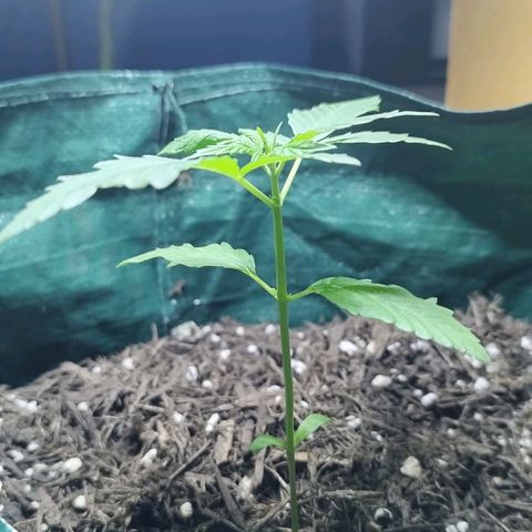 Afghan Kush Auto growlog timeline photo