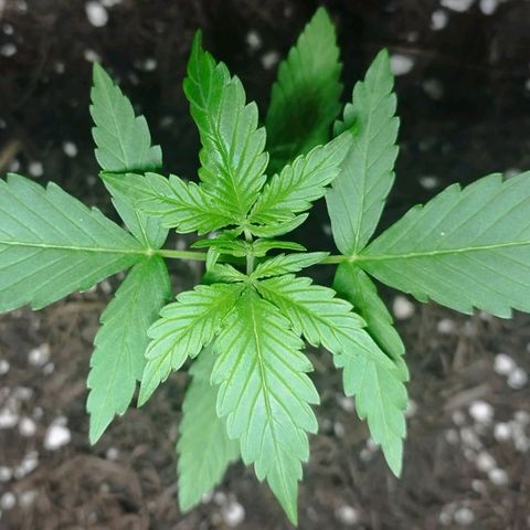 Afghan Kush Auto growlog timeline photo