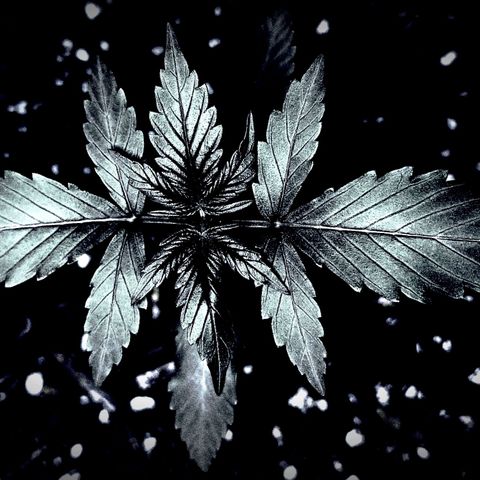 Afghan Kush Auto growlog timeline photo