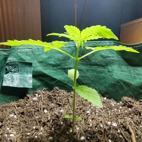 Afghan Kush Auto growlog timeline photo