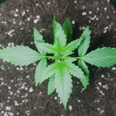 Afghan Kush Auto growlog timeline photo