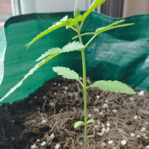 Afghan Kush Auto growlog timeline photo