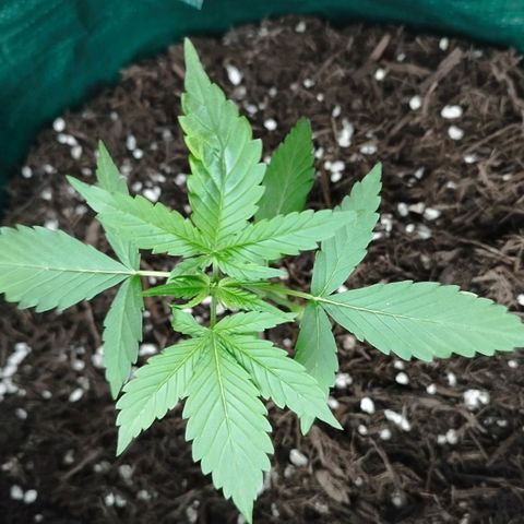 Afghan Kush Auto growlog timeline photo