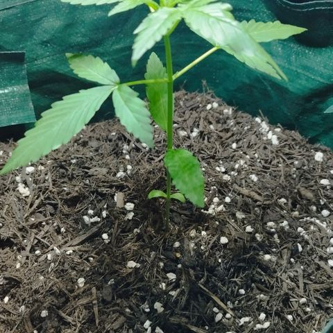 Afghan Kush Auto growlog timeline photo