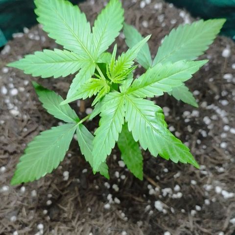 Afghan Kush Auto growlog timeline photo