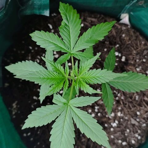 Afghan Kush Auto growlog timeline photo