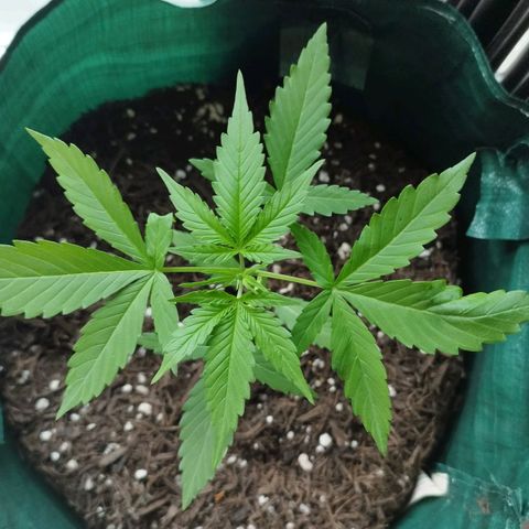 Afghan Kush Auto growlog timeline photo