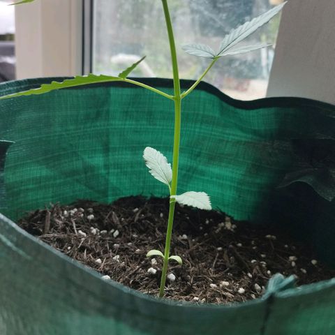 Afghan Kush Auto growlog timeline photo