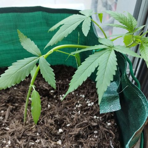 Afghan Kush Auto growlog photo: LST starting