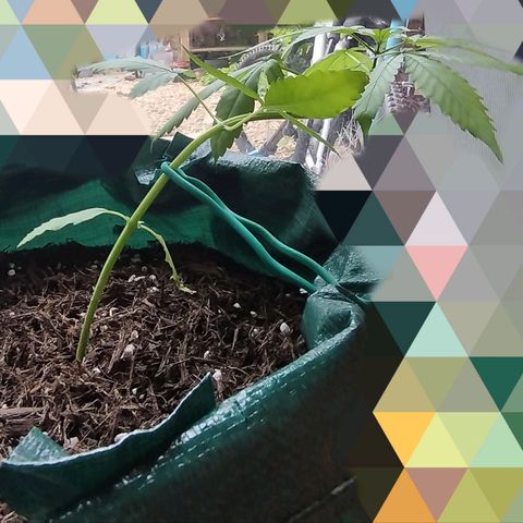 Afghan Kush Auto growlog photo: LST Training going well