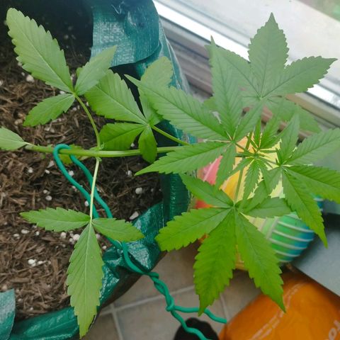 Afghan Kush Auto growlog photo: LST Training going well