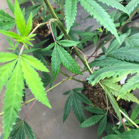 Pluto #3 growlog photo: Room A