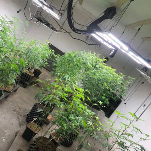 Pluto #3 growlog photo: Room A
