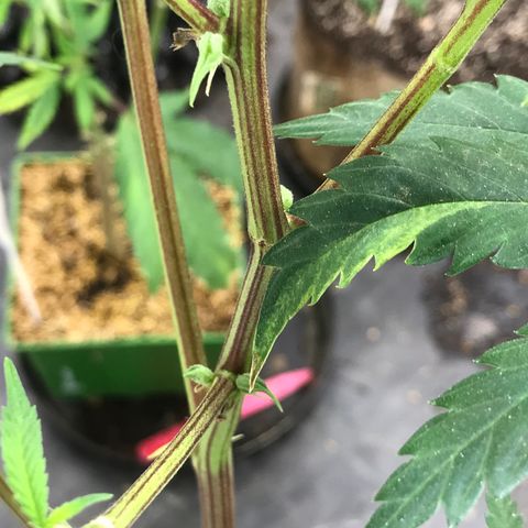 Pluto #3 growlog photo: Room A