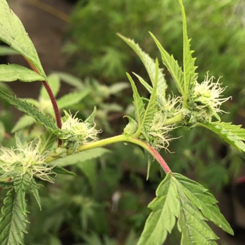 Pluto #3 growlog timeline photo