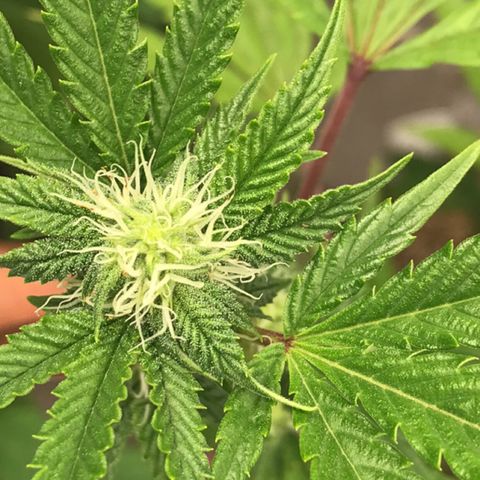 Pluto #3 growlog timeline photo