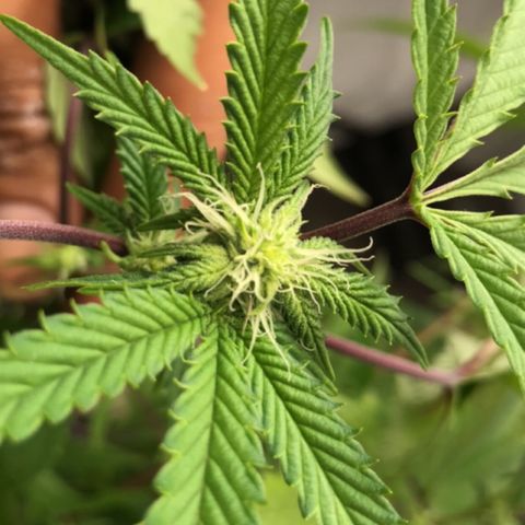 Pluto #3 growlog timeline photo