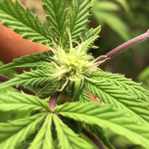 Pluto #3 growlog timeline photo
