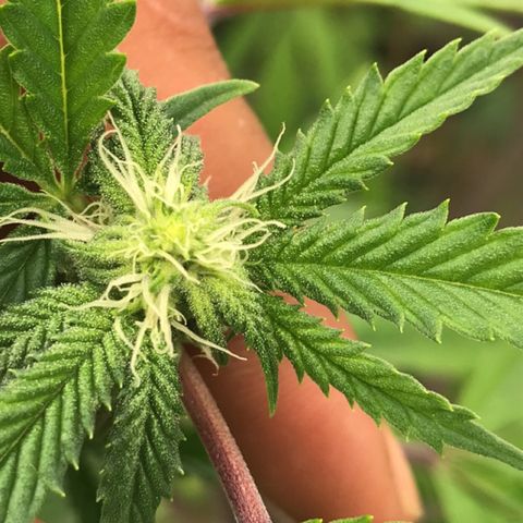 Pluto #3 growlog timeline photo
