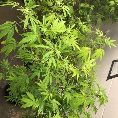 Pluto #3 growlog timeline photo