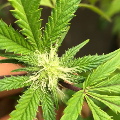 Pluto #3 growlog timeline photo