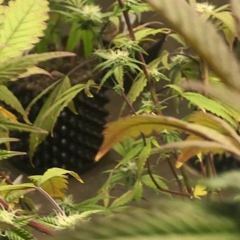 Pluto #3 growlog photo: First Trasnform