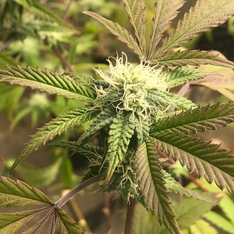 Pluto #3 growlog photo: First Trasnform