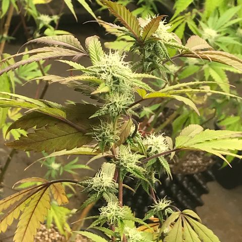 Pluto #3 growlog photo: First Trasnform