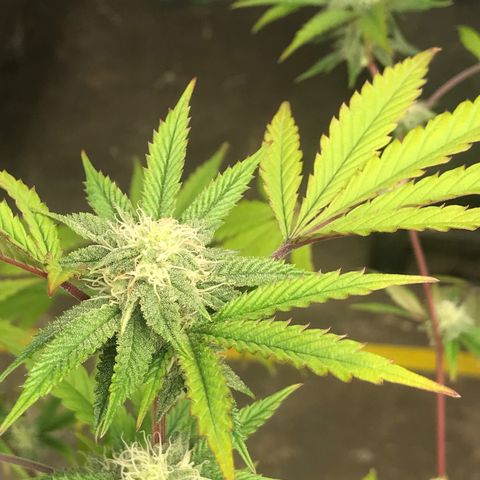 Pluto #3 growlog photo: First Trasnform