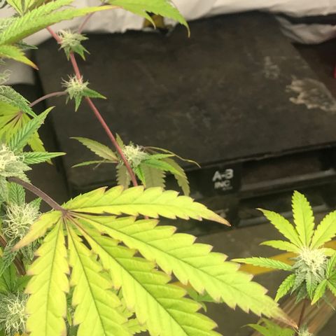 Pluto #3 growlog photo: First Trasnform