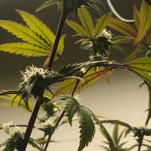 Pluto #3 growlog photo: First Trasnform