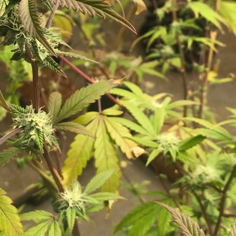 Pluto #3 growlog photo: First Trasnform