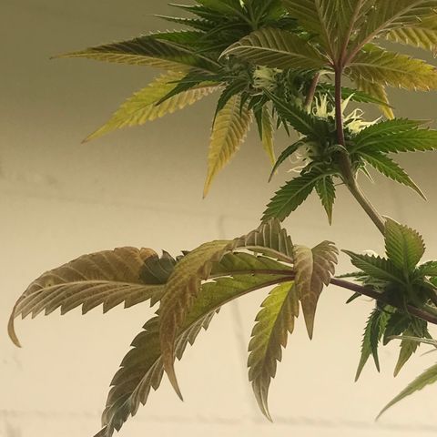 Pluto #3 growlog photo: First Trasnform