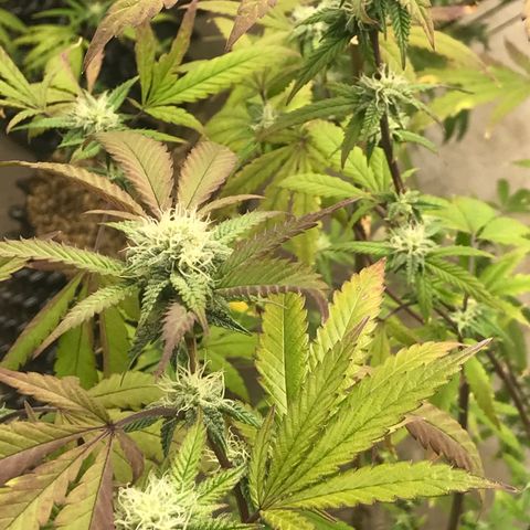 Pluto #3 growlog photo: First Trasnform