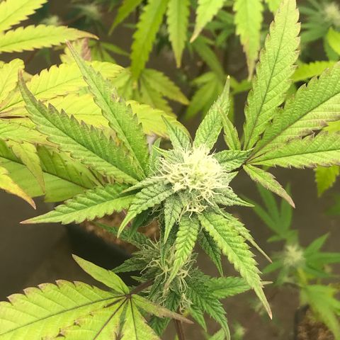 Pluto #3 growlog photo: First Trasnform