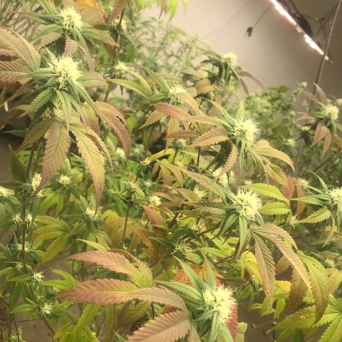 Pluto #3 growlog photo: First Day Week 5