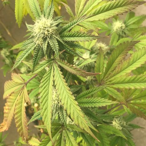Pluto #3 growlog photo: First Day Week 5