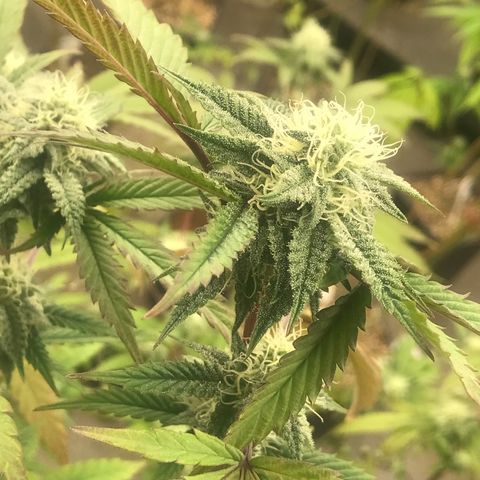 Pluto #3 growlog photo: First Day Week 5