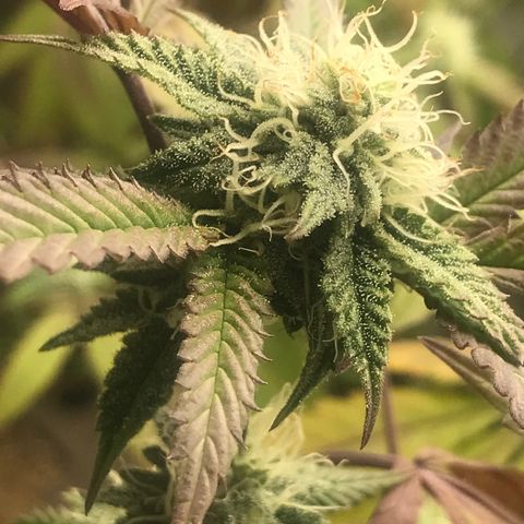 Pluto #3 growlog photo: First Day Week 5