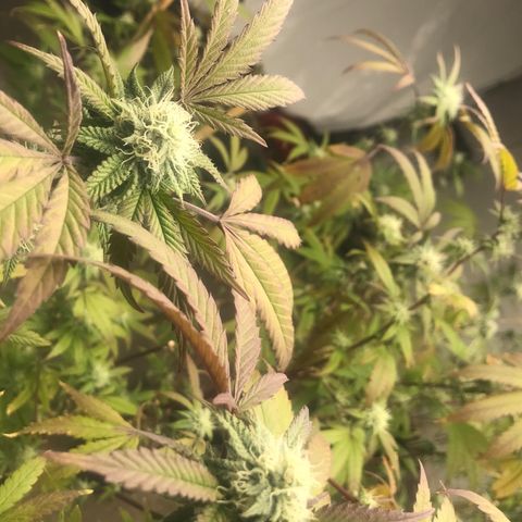 Pluto #3 growlog photo: First Day Week 5