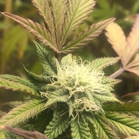 Pluto #3 growlog photo: First Day Week 5
