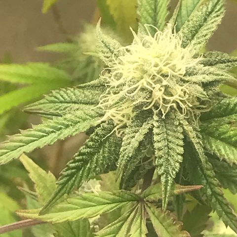 Pluto #3 growlog photo: First Day Week 5