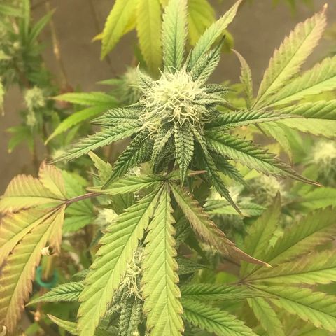 Pluto #3 growlog photo: First Day Week 5