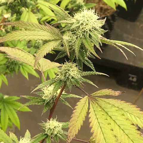 Pluto #3 growlog timeline photo