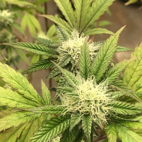 Pluto #3 growlog timeline photo