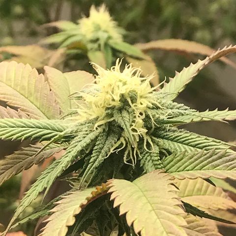 Pluto #3 growlog timeline photo