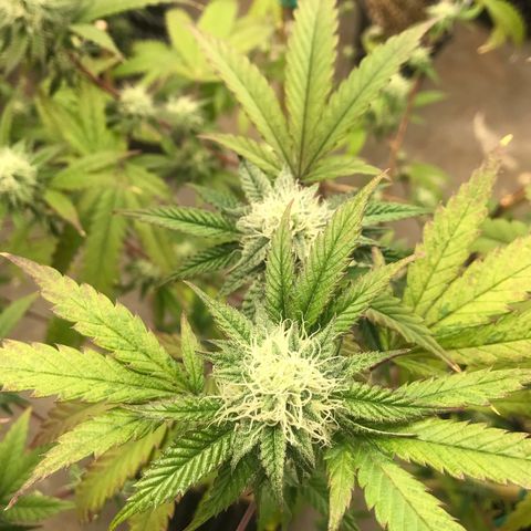 Pluto #3 growlog timeline photo