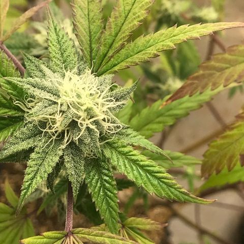 Pluto #3 growlog timeline photo